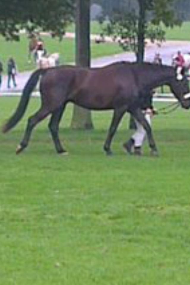 Anden særlig race Piratus  billede 4