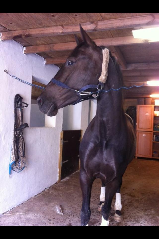 Anden særlig race Piratus  billede 5