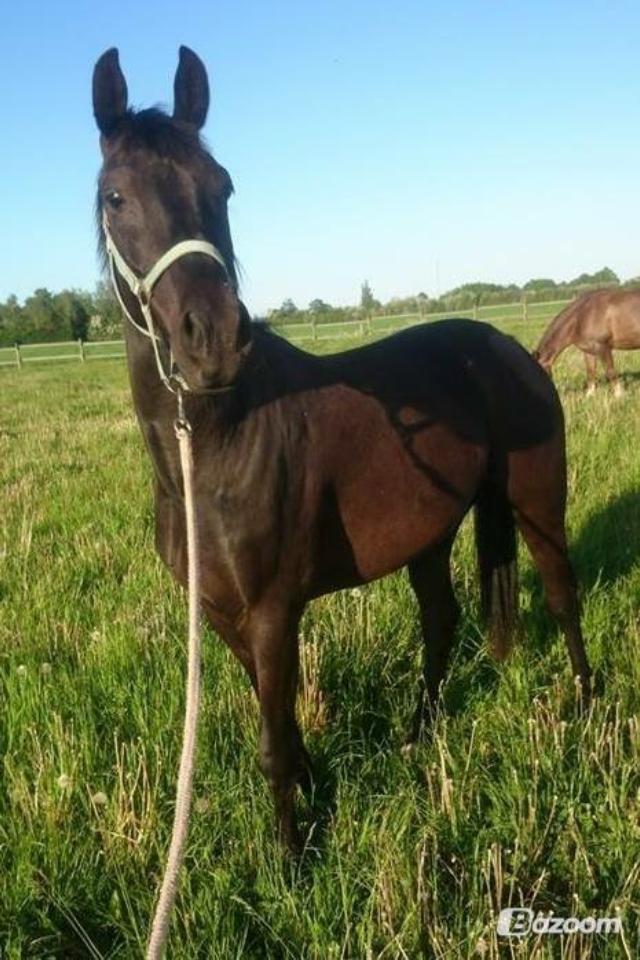 Anden særlig race Piratus  billede 7