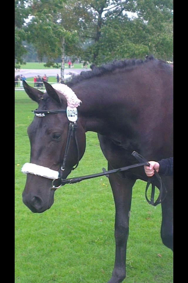 Anden særlig race Piratus  billede 8