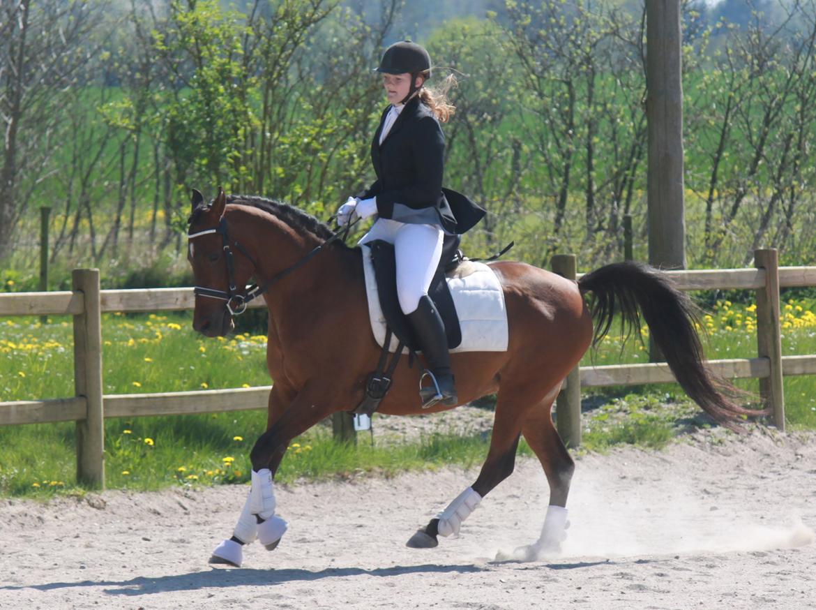 DSP Reb'l Fleur - Stævne i Årslev d. 8/5-16 LC1/LC2 billede 20