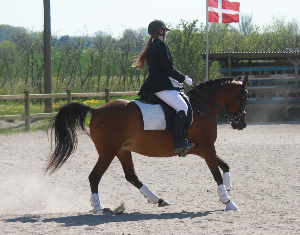 DSP Reb'l Fleur - Stævne i Årslev d. 8/5-16 LC1/LC2 billede 26