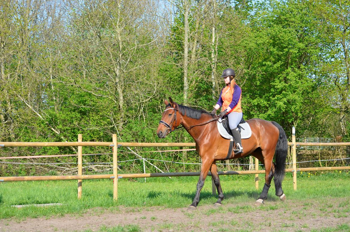 Anden særlig race Enghavegaards Fifty Cent - 10/05-16 billede 5