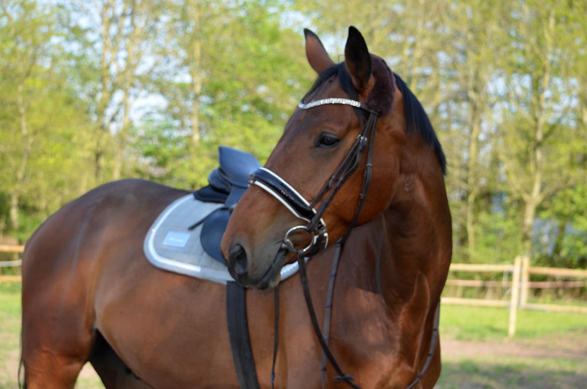 Anden særlig race Enghavegaards Fifty Cent - 10/05-16 billede 4