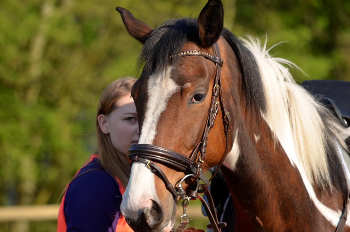 Pinto Elmegårdens Prada - 10/05-16 billede 19