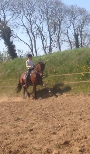 Dansk Varmblod Landlyst royal destiny billede 19