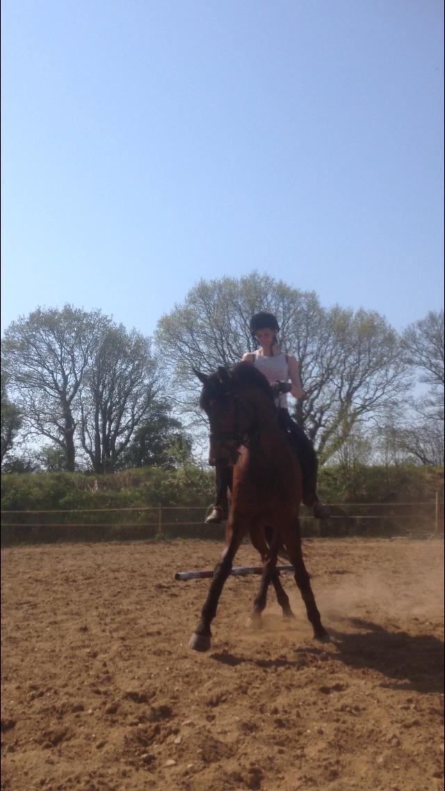 Dansk Varmblod Landlyst royal destiny billede 22