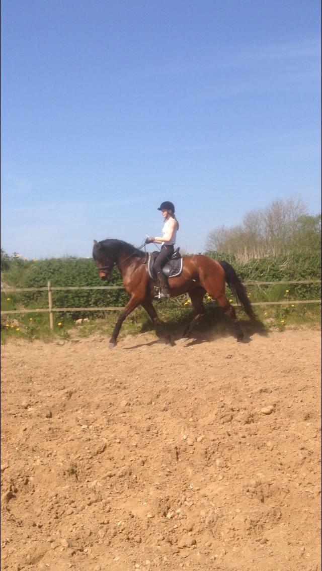 Dansk Varmblod Landlyst royal destiny billede 23