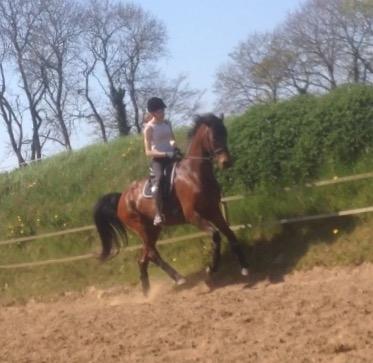 Dansk Varmblod Landlyst royal destiny billede 25