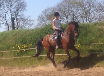 Dansk Varmblod Landlyst royal destiny billede 26