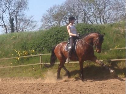 Dansk Varmblod Landlyst royal destiny billede 24