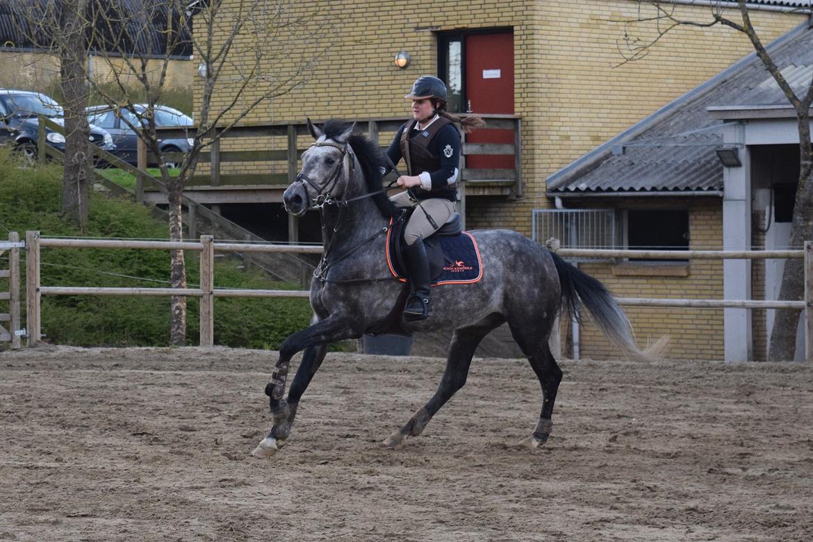 Dansk Varmblod Santiago lightfoot - Babyen med ejer til springtræning. Maj 2016. billede 6