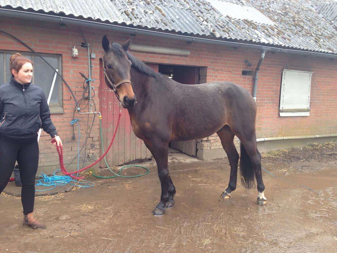 Dansk Varmblod Amu - Da vi ventede på handelsundersøgelse hos tidligere ejer :-) billede 15