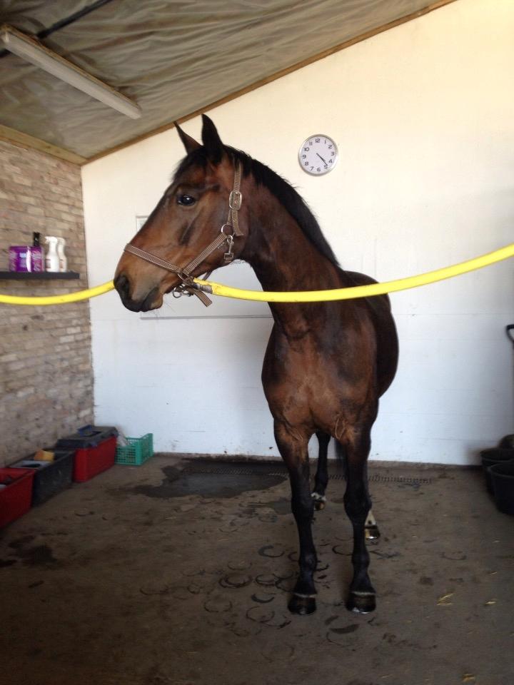 Dansk Varmblod Amu billede 16