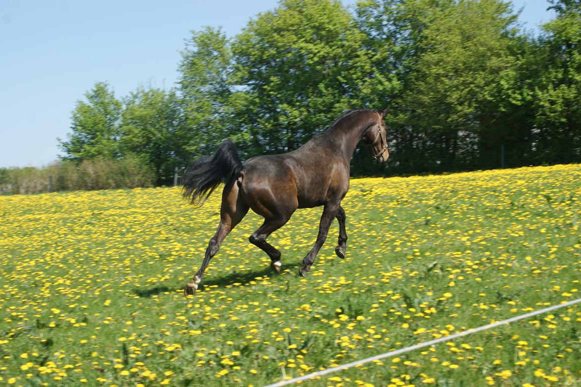 Dansk Varmblod Amu billede 14