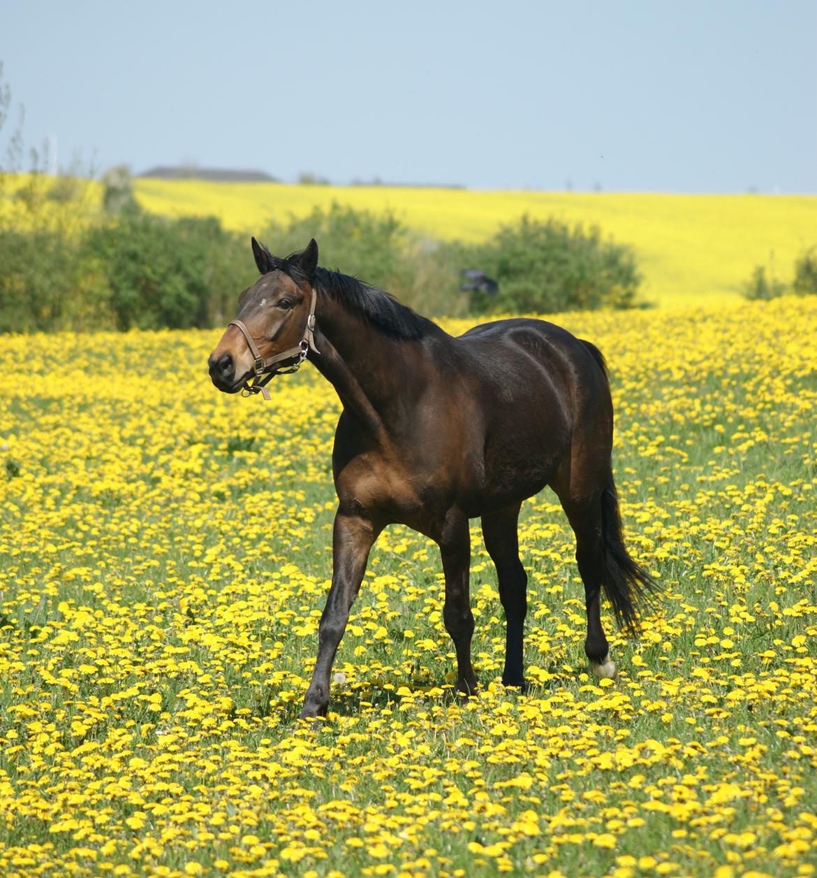 Dansk Varmblod Amu billede 9