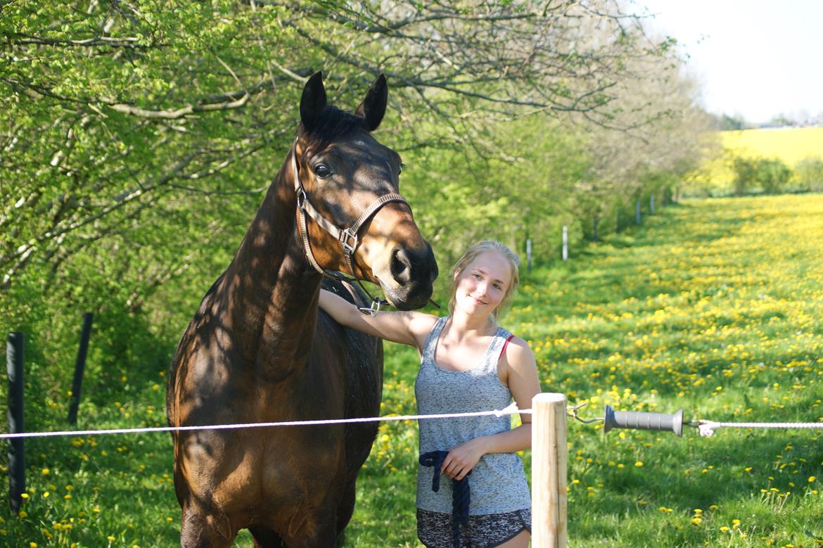 Dansk Varmblod Amu billede 7