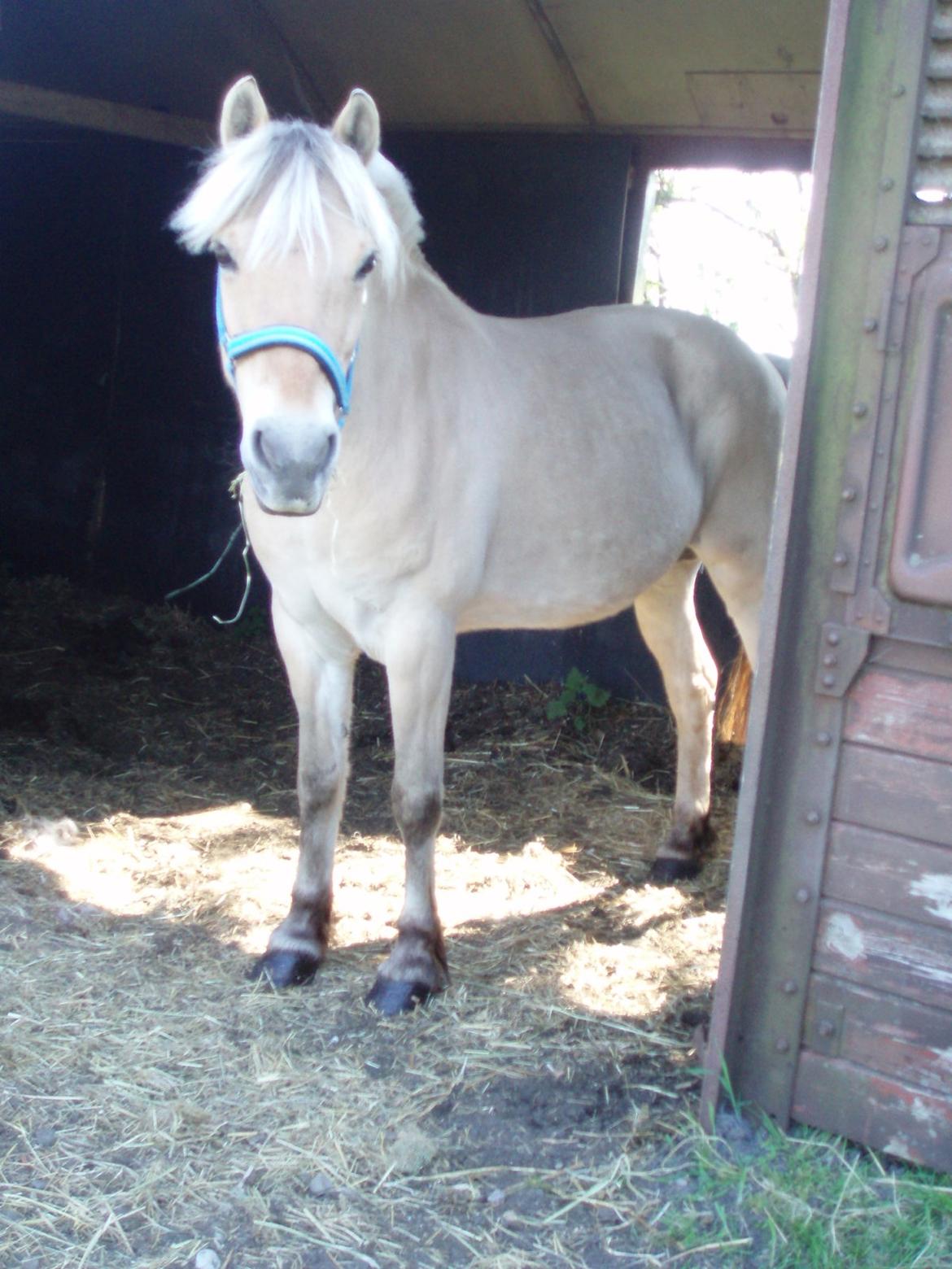 Fjordhest Vrå nikita - 11 Maj 2016 allerede pæn hest billede 38