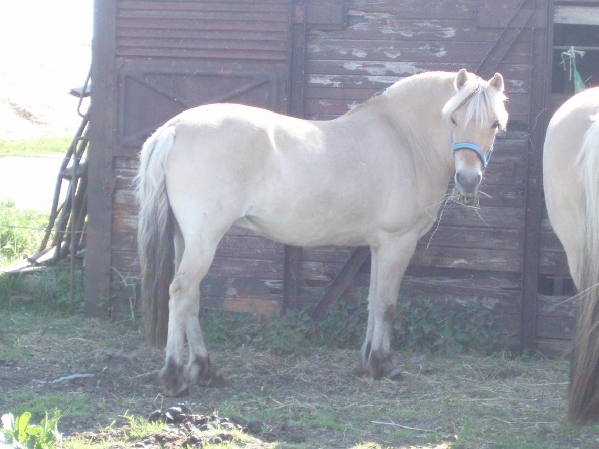 Fjordhest Vrå nikita - 11 Maj 2016 billede 39