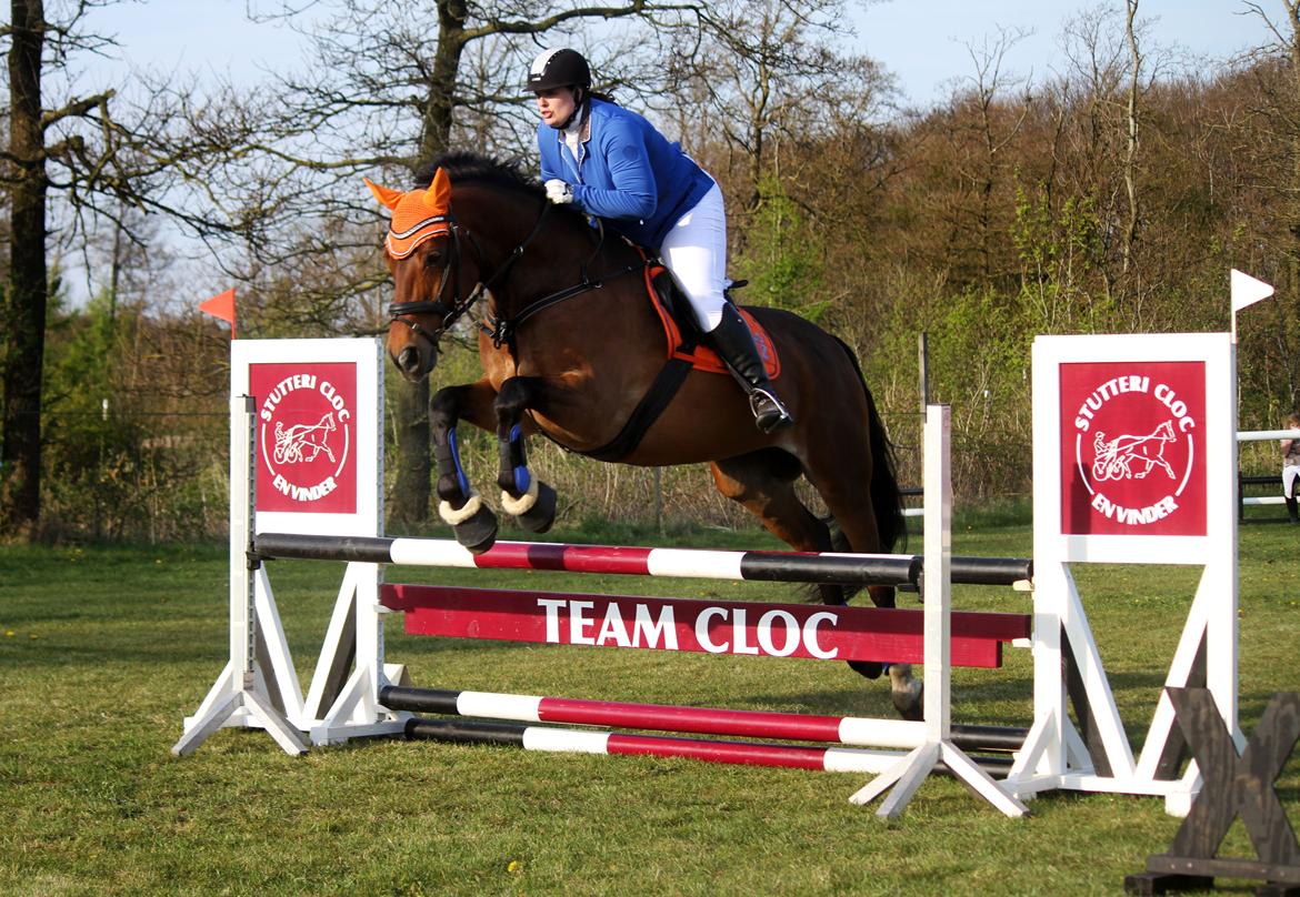 Anden særlig race Dalvangs Casper - Spring stævne i Bramming (LD 90cm) billede 29