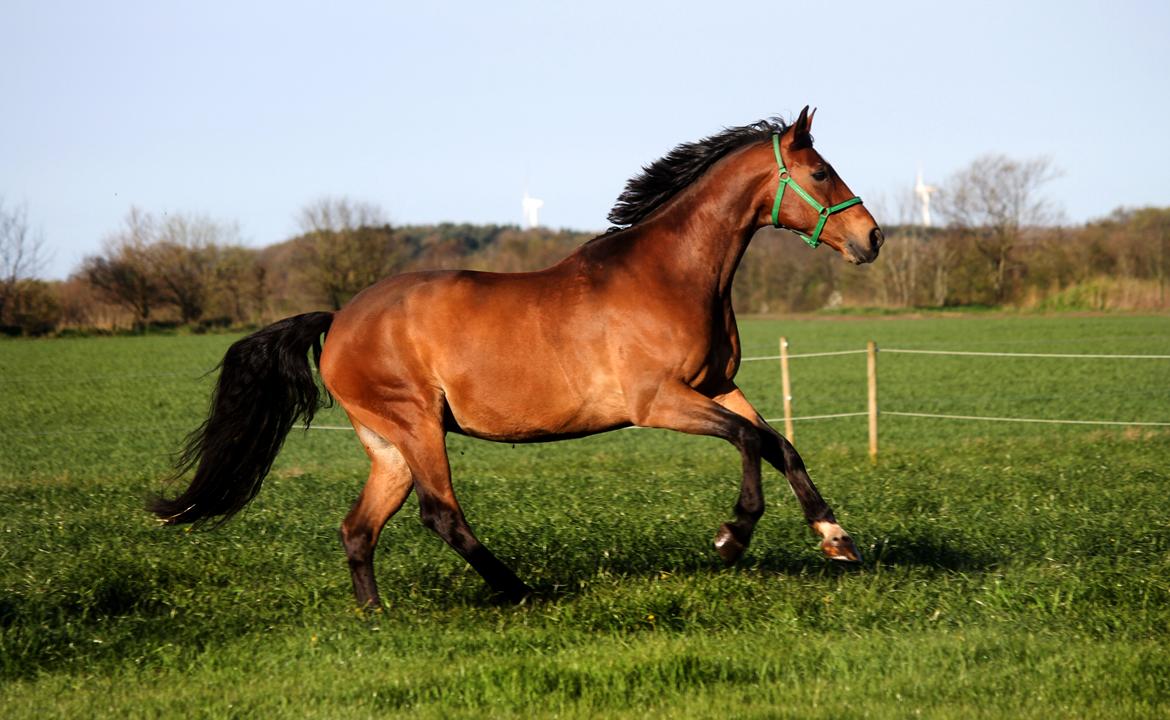 Anden særlig race Dalvangs Casper - Casper på sommergræs billede 31
