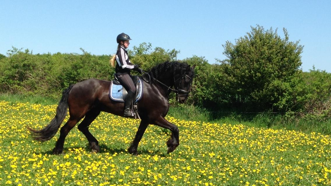 Frieser Alegro Ellemose  billede 10