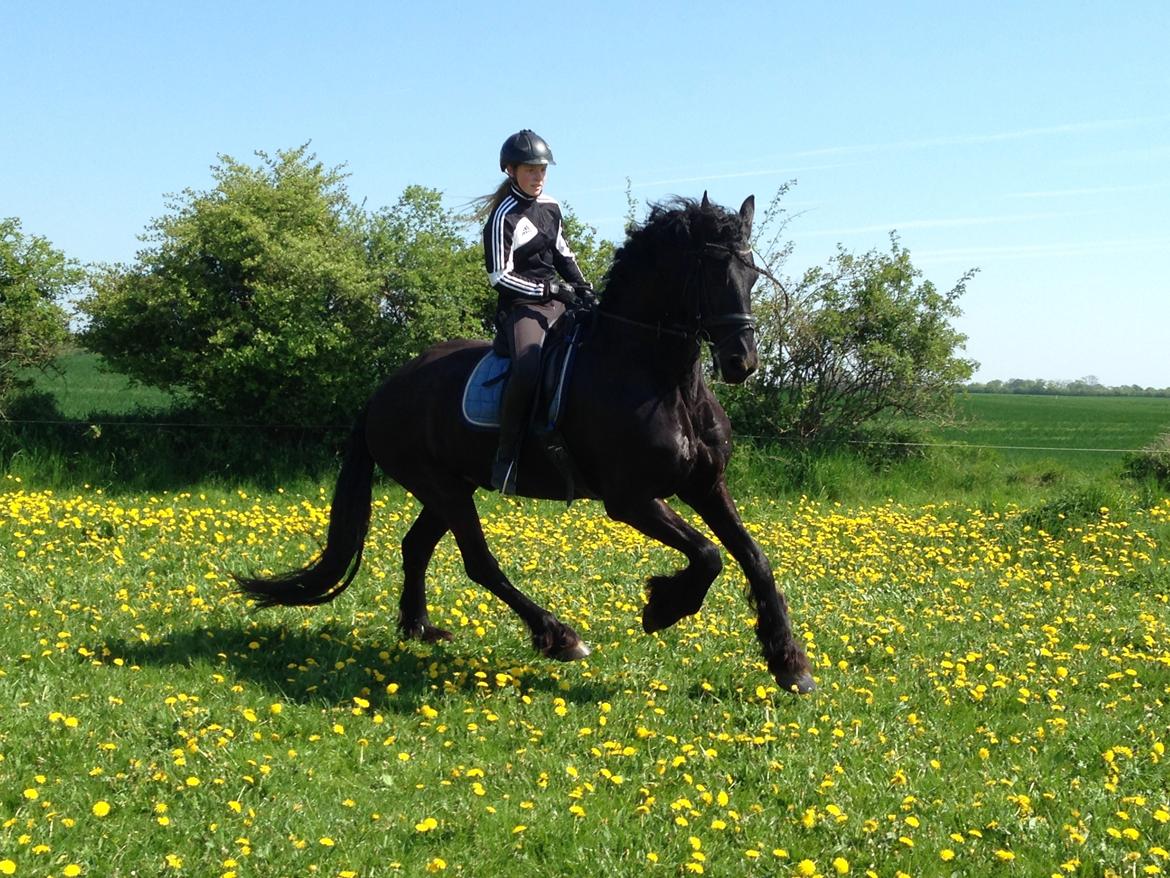 Frieser Alegro Ellemose  billede 7