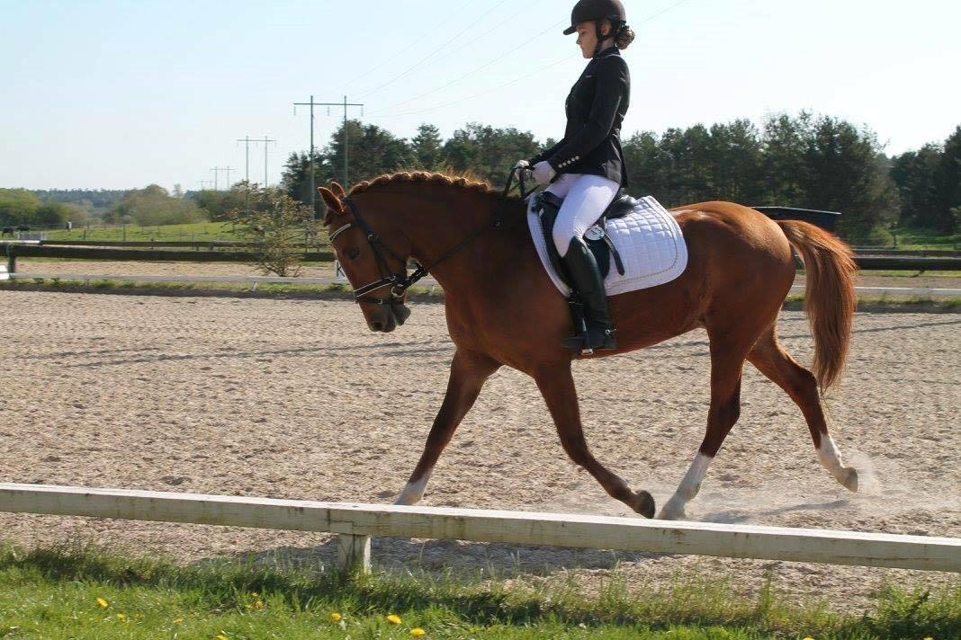 New Forest Nina (Ninja) billede 2