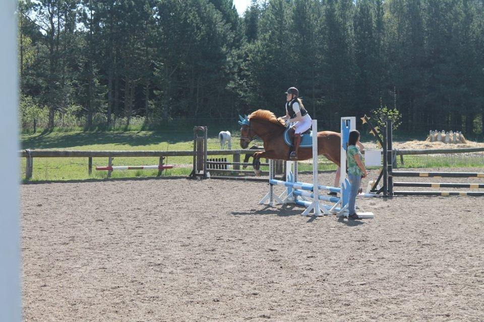 New Forest Nina (Ninja) billede 15