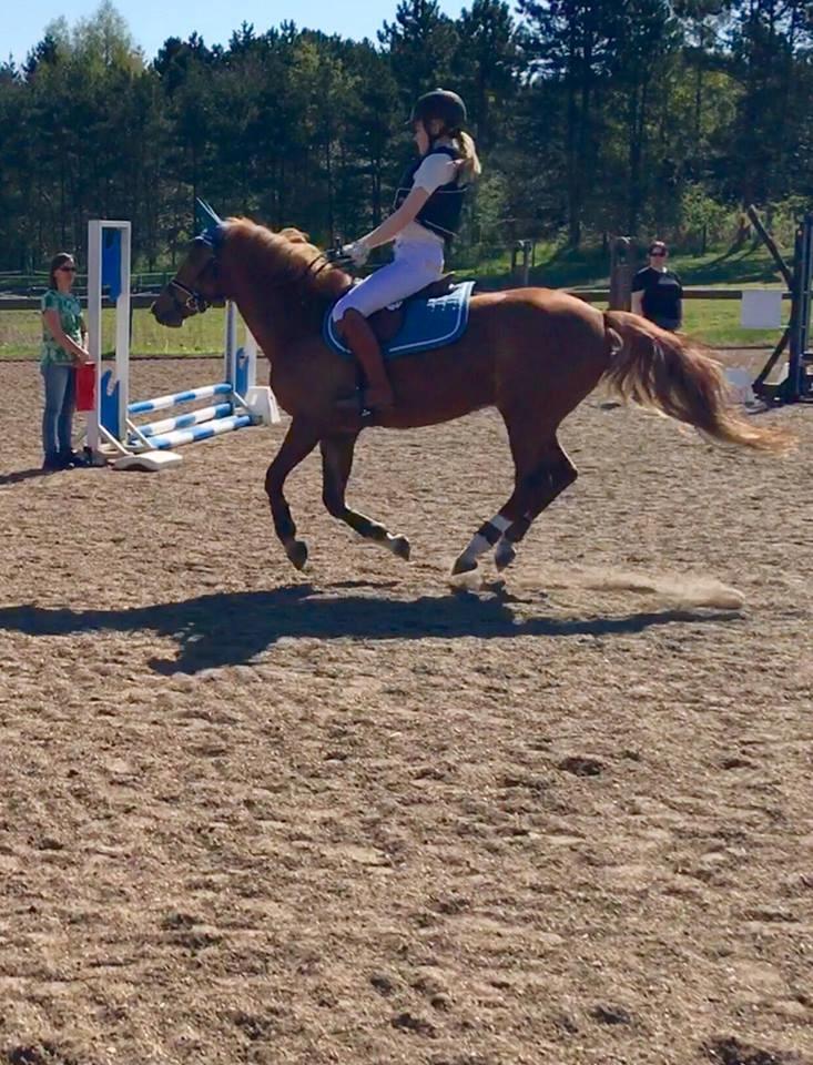 New Forest Nina (Ninja) billede 5