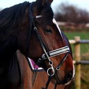 Anden særlig race Chicka