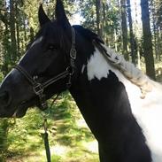 Irish Cob Crossbreed Sally Bajella