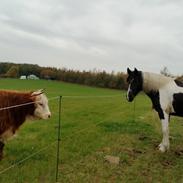 Irish Cob Crossbreed Sally Bajella