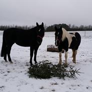 Irish Cob Crossbreed Sally Bajella