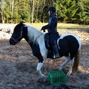 Irish Cob Crossbreed Sally Bajella