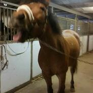 Anden særlig race Rocky