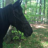 Frieser Ileana (Ilja)