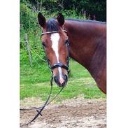 Dansk Varmblod Thorup's Di-Mira