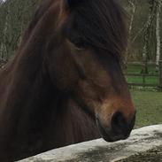 Anden særlig race Islænder/Newforest June