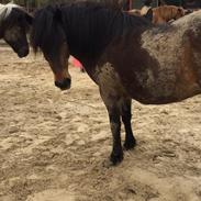 Anden særlig race Islænder/Newforest June