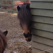 Anden særlig race Islænder/Newforest June