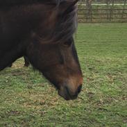 Anden særlig race Islænder/Newforest June