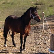 Welsh Pony af Cob-type (sec C) Chopins Petunia