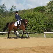 Dansk Varmblod Møgelmosegårds Happy Dancer