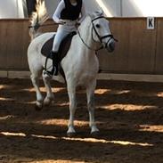 Anden særlig race Michael 