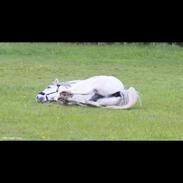 Anden særlig race Michael 