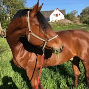 Dansk Varmblod Nørregårds Rushan