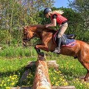 New Forest Rossum's tango