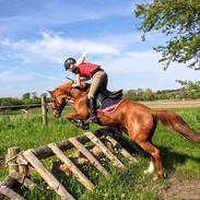 New Forest Rossum's tango