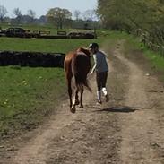 New Forest Rossum's tango